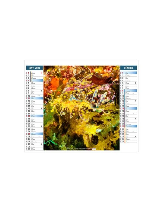 2EN1 - MIMETISME 2026 - XXL 474 x 700 mm - MARQUAGE 1 COULEUR