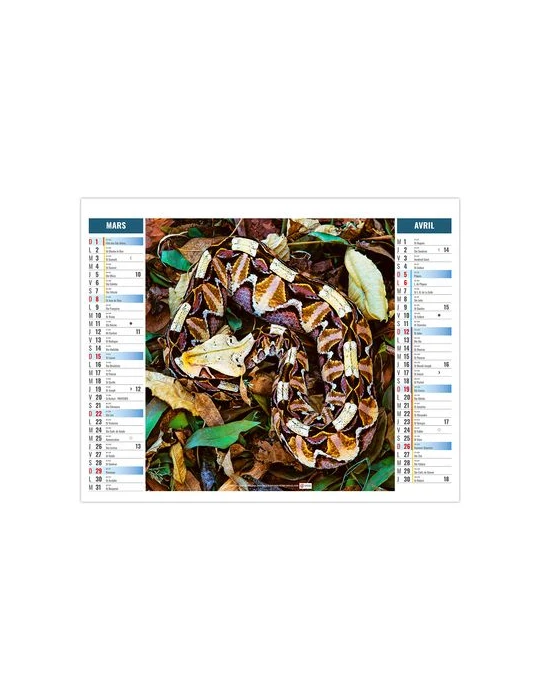 2EN1 - MIMETISME 2026 - XXL 474 x 700 mm - MARQUAGE 1 COULEUR