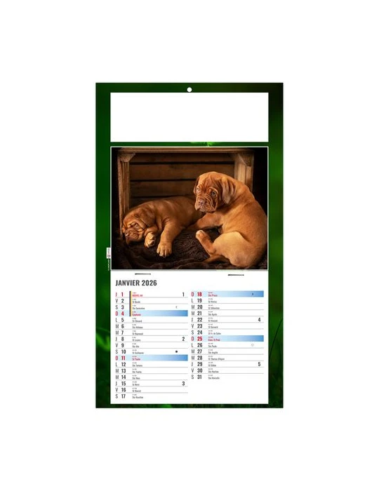 PLAQUE 1 VUE REX 2026 - DOS CARTON - BLOC B2 - SANS MARQUAGE