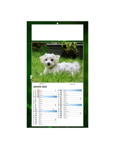 PLAQUE 1 VUE REX 2026 - DOS CARTON - BLOC B2 - SANS MARQUAGE 2