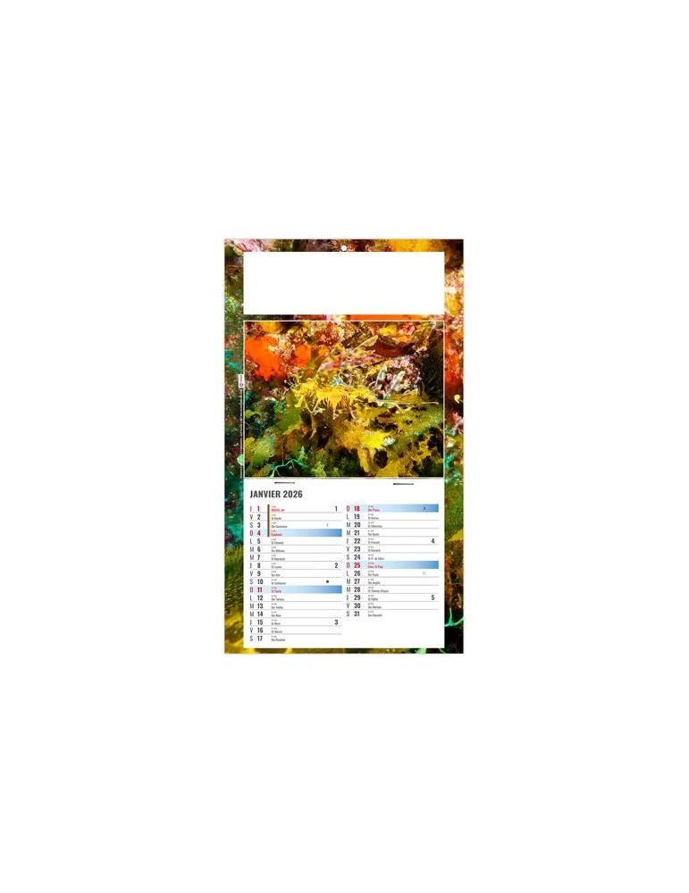 PLAQUE 1 VUE JULIETTA 2026 - DOS CARTON - EURO BLOC - SANS MARQUAGE