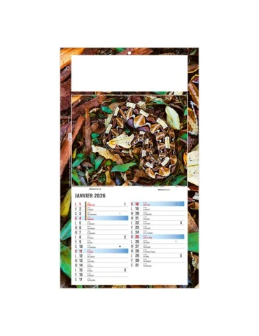 PLAQUE 1 VUE JULIETTA 2026 - DOS CARTON - EURO BLOC - SANS MARQUAGE 2