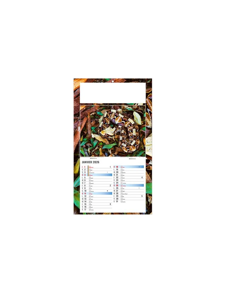 PLAQUE 1 VUE JULIETTA 2026 - DOS CARTON - EURO BLOC - SANS MARQUAGE