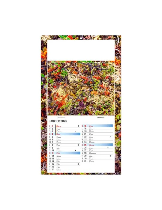 PLAQUE 1 VUE JULIETTA 2026 - DOS CARTON - EURO BLOC - SANS MARQUAGE