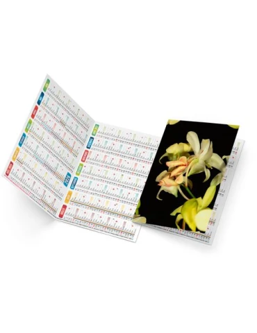 TRISTAN 2026 - NEUTRE 1 POSE