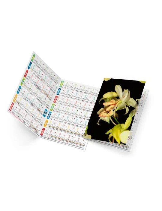 TRISTAN 2026 - NEUTRE 1 POSE