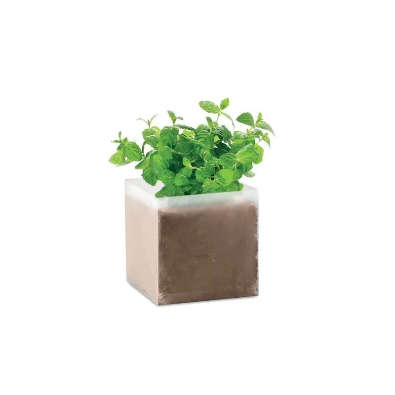 Substrat avec Graines de Menthe MINT